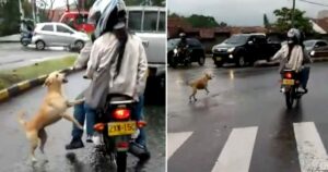 Il cane corre dietro ai loro padroni dopo l’abbandono, il video diventato virale