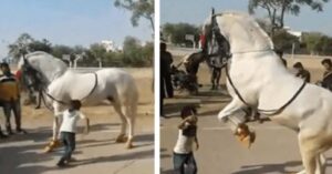 Il cavallo inizia a ballare col bambino: i suoi passi di danza diventano subito virali