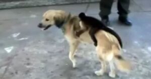 Una cagnolina di strada adotta una scimmia abbandonata e ora nessuno potrà mai separarli.