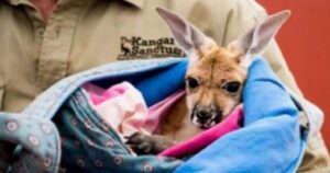 Questo adorabile cucciolo di canguro ama andare dentro la borsa come se fosse il marsupio di sua madre