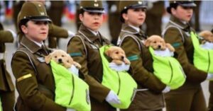 La parata militare più tenera mai vista – Le poliziotte sfilano senza armi ma con piccoli cuccioli di cane