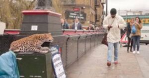 Il divertente scherzo di un leopardo che ruggisce per strada ha fatto rizzare i capelli ai passanti.