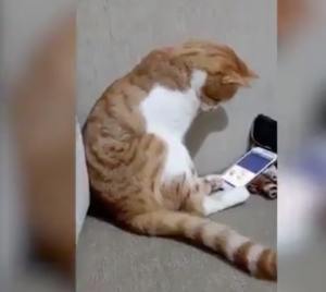 Il gatto guarda sullo smartphone l’amico scomparso – il video commuove il mondo