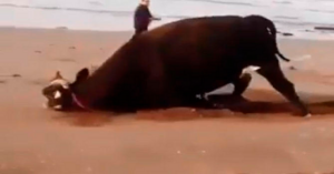 Guarda come  questo toro reagisce la prima volta che calpesta la sabbia del mare