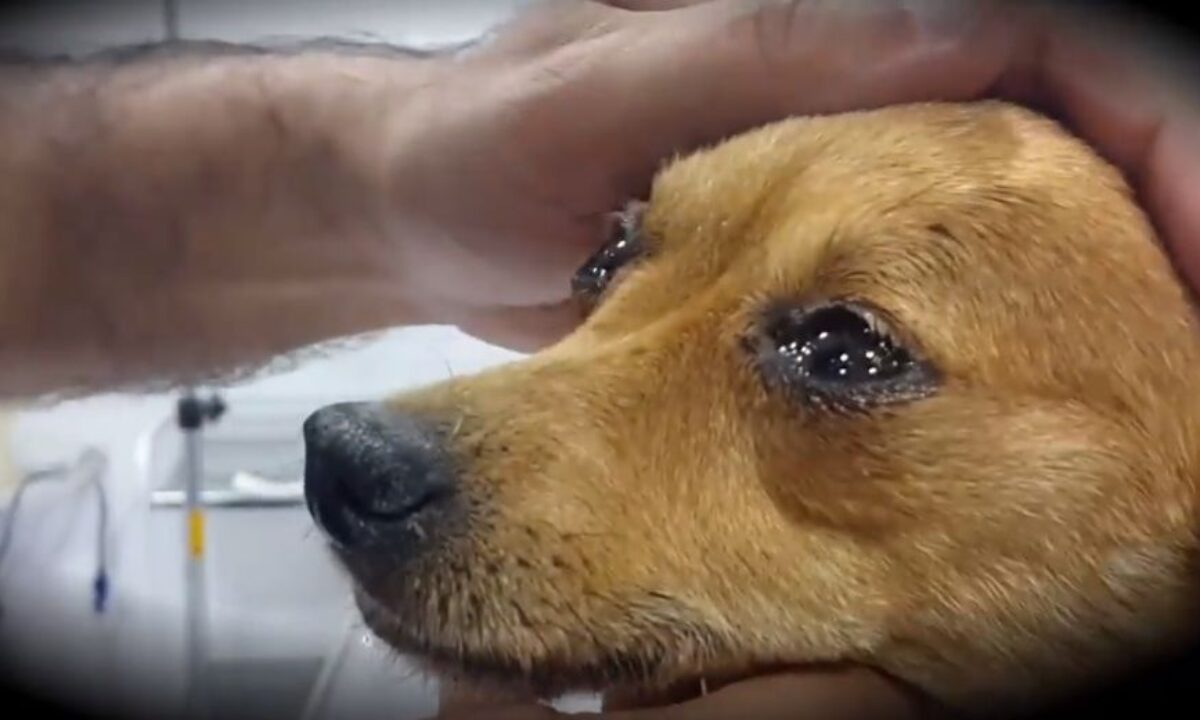 Un veterinario rivela cosa provano i cani prima di morire e fa piangere migliaia di proprietari - Il Video