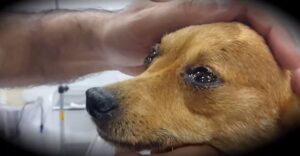 Un veterinario rivela cosa provano i cani prima di morire e fa piangere migliaia di proprietari – Il Video