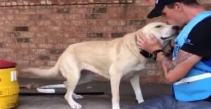 La gioia di un cane nel vedere i soccorritori – dopo essere stato abbandonato durante l’uragano Florence