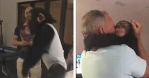 Il momento commovente in cui uno scimpanzé incontra i suoi “genitori adottivi”