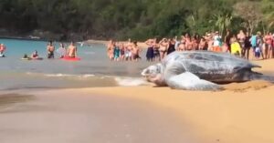 Il filmato di questa enorme tartaruga che si immerge nel mare è diventato virale