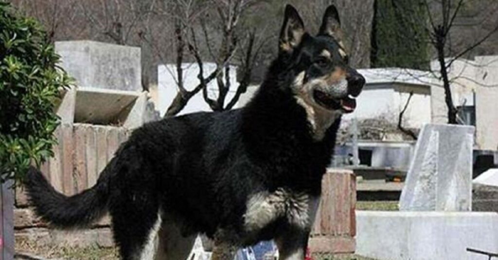 Il cane fedele è rimasto vicino alla tomba del proprietario, tutti i giorni per 11 lunghi anni, fino alla sua morte