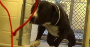 Il cane del rifugio è spiazzato quando si avvicinano con un guinzaglio rosso – la telecamera cattura il momento in cui si rende conto che sta per essere adottato