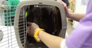 Il cane è rimasto bloccato in un box per tutta la vita – Guarda i veterinari quando lo liberano