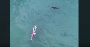 Uno squalo insegue un ignaro uomo in mare, le eccezionali immagini registrate da un drone