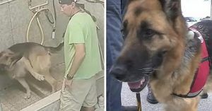Impiegato arrestato per aver fatto male ad un cane che non aveva ubbidito all’ordine di fermarsi