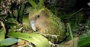 Puzza e non vola è il pappagallo kakapo un pennuto che ha un modo tutto suo per salvarsi dall’estinzione