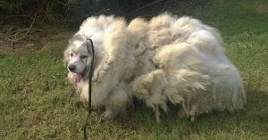 Abbandonato in una stalla con più di 20 kg di pelo – Lazaro dopo la tosatura sembrava un altro cane.