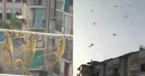 La città italiana invasa dalle libellule, tanti i video condivisi sul web dell’insolito spettacolo della natura.