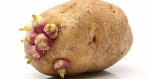 3 segnali che indicano quando le patate sono tossiche e non devono essere consumate.