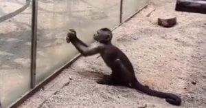 Scimmietta prova a scappare dallo zoo rompendo il vetro con un sasso che aveva affilato