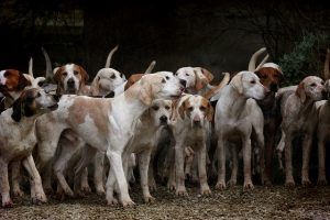 I 10 cani più costosi al mondo. Il primo è arrivato a costare più di 1.6 milioni di dollari
