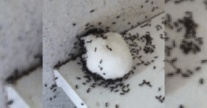 Repellente per formiche naturale fatto in casa