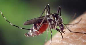 Uccide le zanzare con i gas intestinali, la “notizia” ovviamente non vera è stata riportata da vari media. Ecco cosa abbiamo scoperto.