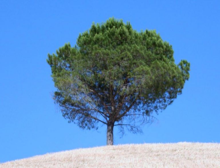 Albero Che Simboleggia La Nascita Secondo la tua data di nascita, saprai quali poteri hai in base all