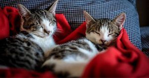 Come rimuovere i peli degli animali domestici dal divano – 3 consigli infallibili