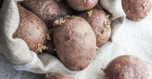 Hai mai trovato le patate con le radici? Ecco cosa dovresti sapere!