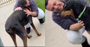 Tiziano Ferro adotta due cani adulti e mostra il commovente video di benvenuto su Instagram