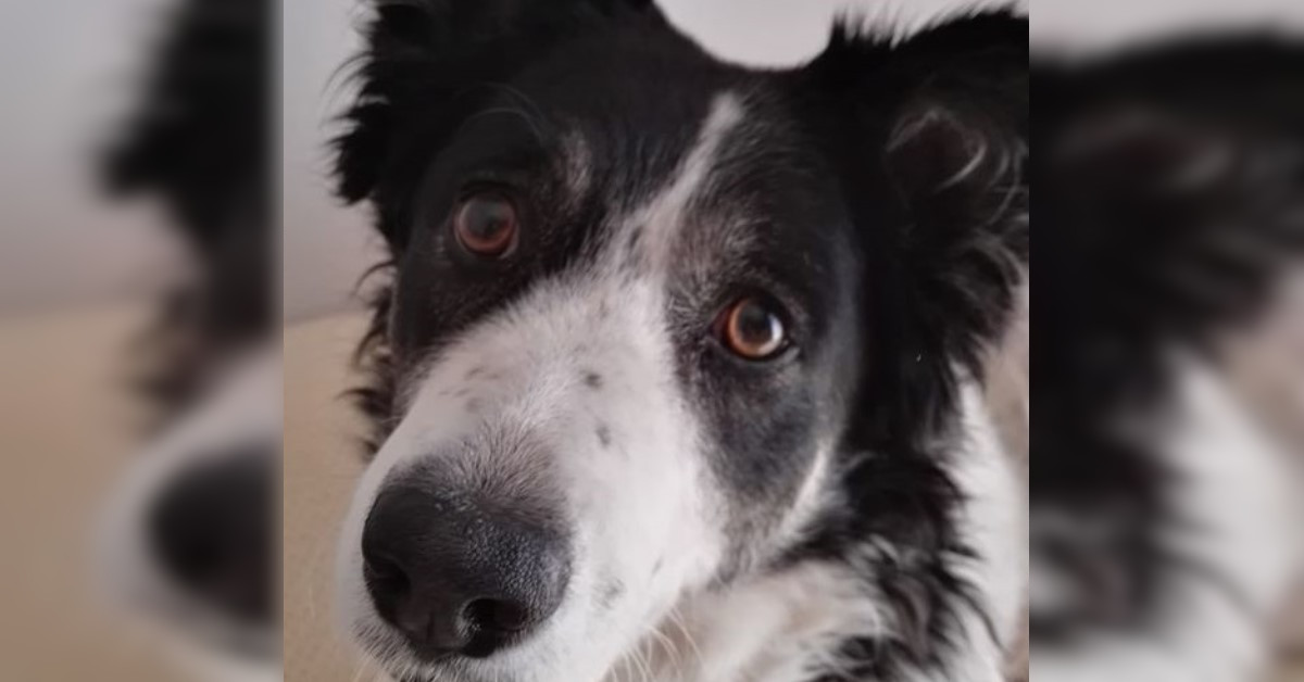 Queste foto ti mostrano come vede il mondo il tuo cane. Queste foto ti mostrano come vede il mondo il tuo cane.
