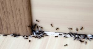I migliori rimedi naturali fatti in casa contro le formiche