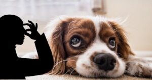 Cosa fare per evitare che il cattivo odore del tuo animale diventi  un problema in casa? Alcuni consigli
