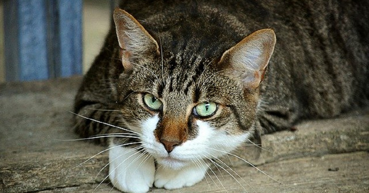5 poteri magici che solo i gatti hanno 5 poteri magici che solo i gatti hanno