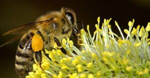 Puntura di ape o vespa: cosa fare se accade