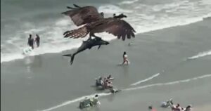 Uccello rapace cattura un enorme pesce e sorvola sulla spiaggia piena di bagnanti VIDEO