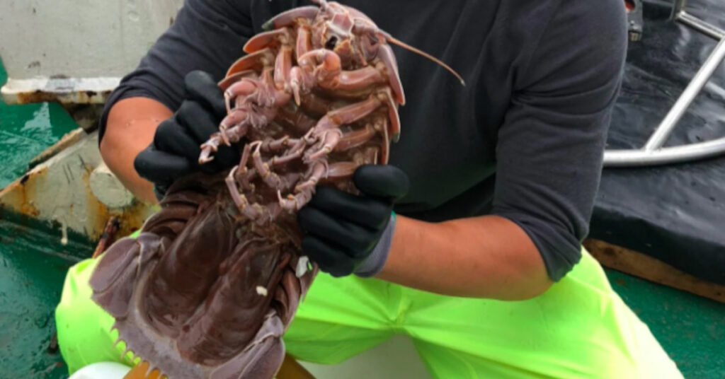Gli scienziati trovano un gigantesco “scarafaggio marino” nelle profondità dell’oceano.