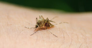 Perché le zanzare pungono alcune persone più di altre? Ecco la risposta in un video!