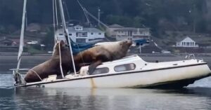Due leoni marini  “rubano” una barca e fanno un giro,  la scena inaspettata dal finale ancora più insolito, ripresa da un calciatore