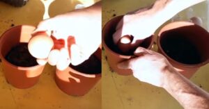 Seppellisce un uovo nel giardino: il trucco dell’ortolano che non conoscevi