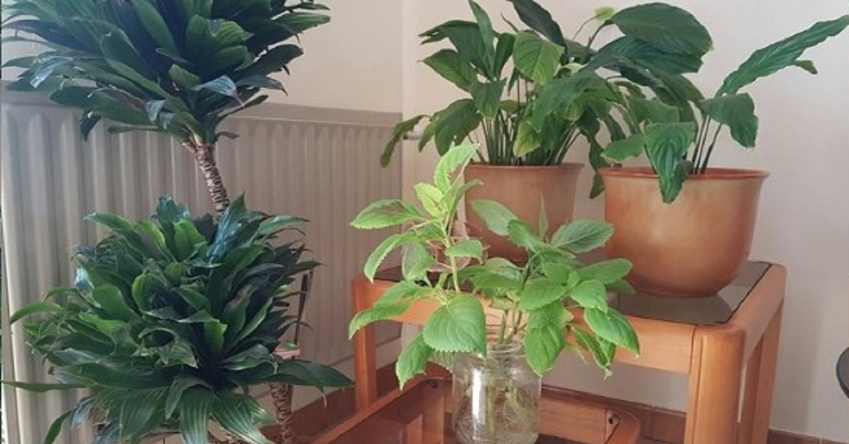 5 Trucchi naturali per avere sempre un buon profumo in casa 5 Trucchi naturali per avere sempre un buon profumo in casa