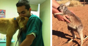 10 animali che hanno ringraziato dolcemente gli umani per averli salvati