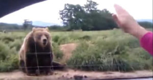 Un orso gigante diventa virale in un video che è riuscito a fare il giro del mondo