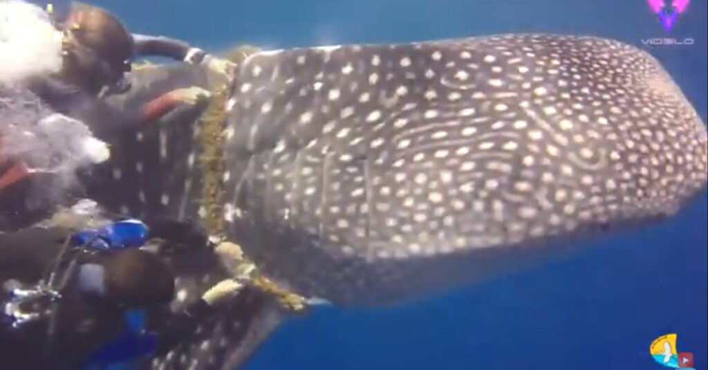 L’eroico salvataggio di un gruppo di sub di uno squalo balena intrappolato per il collo da una spessa corda [VIDEO]