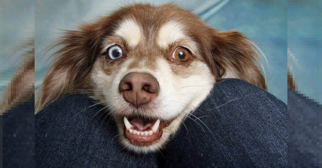 Il sorriso virale di un cane dopo la rabbia dei loro proprietari per aver fatto la cacca nella loro nuova casa [VIDEO]