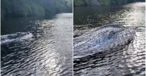 Un gigantesco coccodrillo perseguita una barca a tutta velocità [VIDEO]