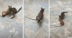 Topo gigante “combatte” contro un gattino e sorprese finali gli utenti [VIDEO]