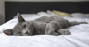 Come rimuovere il cattivo odore tipico della pipì dei gatti