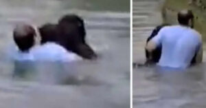 I lavoratori dello zoo si rifiutano di salvare la scimmia che sta annegando. Un visitatore salta in acqua per salvarlo