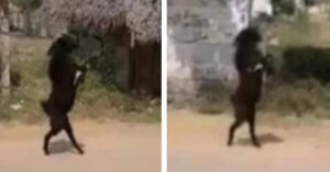 La capra che cammina su due zampe per entrare nel villaggio [VIDEO]